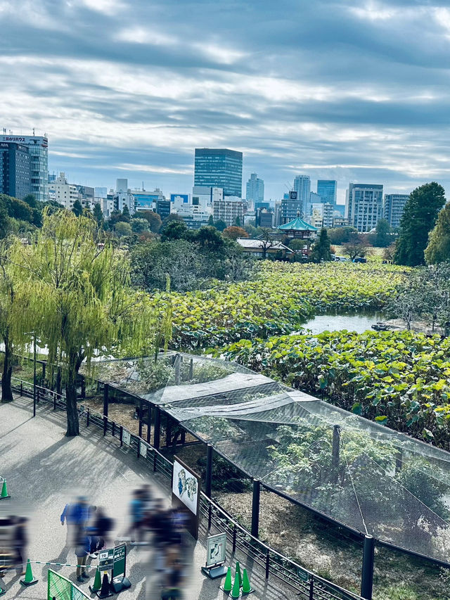 東京這個動物園太好逛了！|  種草上野動物園（攻略篇）。