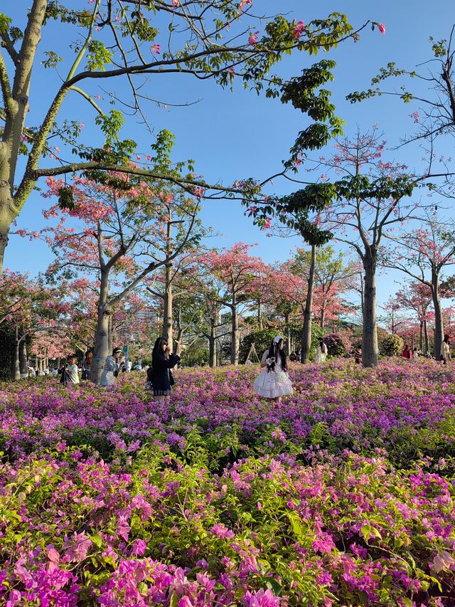 沒錯！冬天賞花當屬橫琴花海長廊。