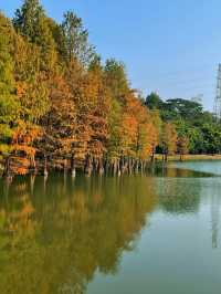 廣州華南植物園   天然氧吧