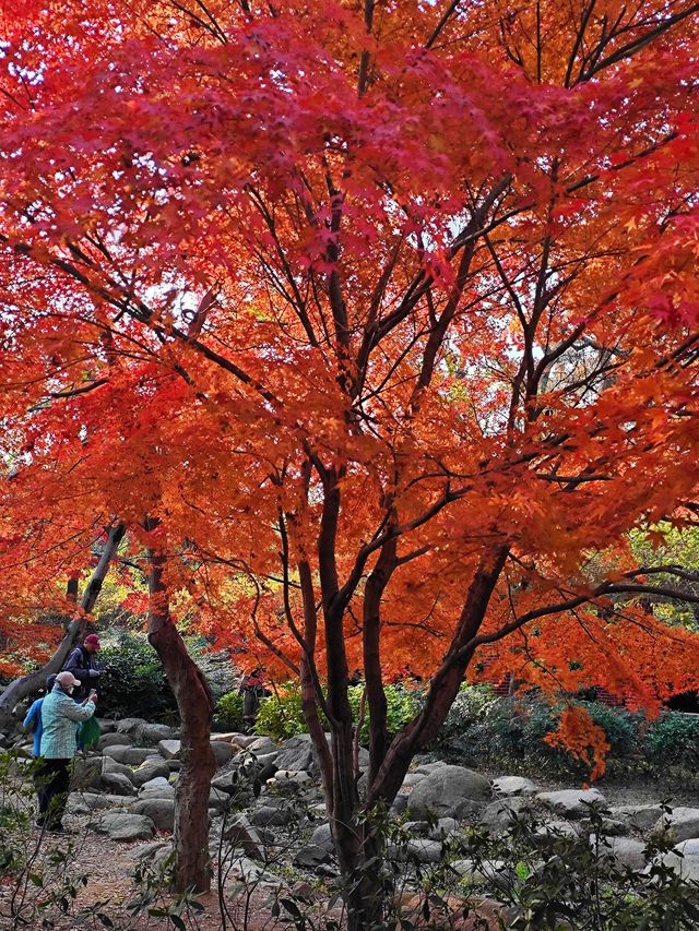 冬季青島｜被楓林澗的紅楓驚艷了（附攻略）