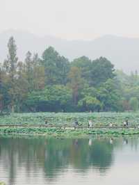 反向旅遊｜超美的曲院風荷，太值得打卡了