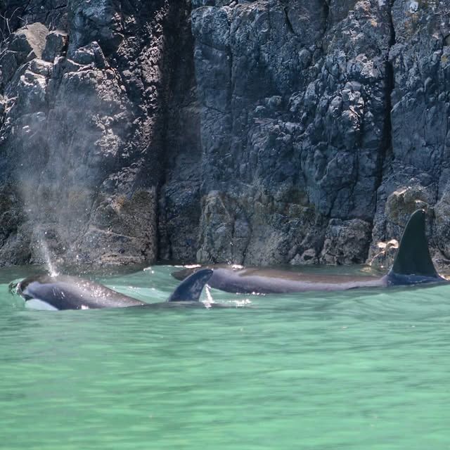 阿卡羅阿的海豚奇遇：與友善的海洋生物親密接觸