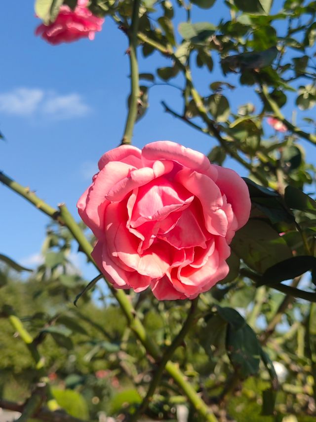 初秋的上海世紀公園