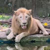 馬來西亞國家動物園-福娃和鳳儀的家園