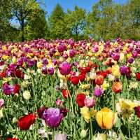 "Keukenhof: Discovering the Natural Splendor of the Garden of Europe"