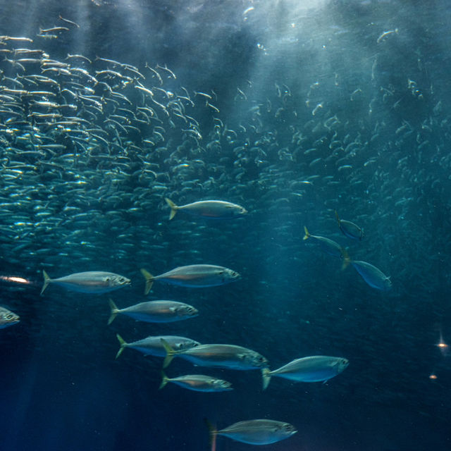 名古屋港水族館