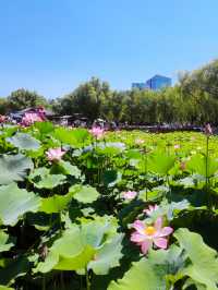 我的人生FIRST｜北京蓮花池公園賞荷