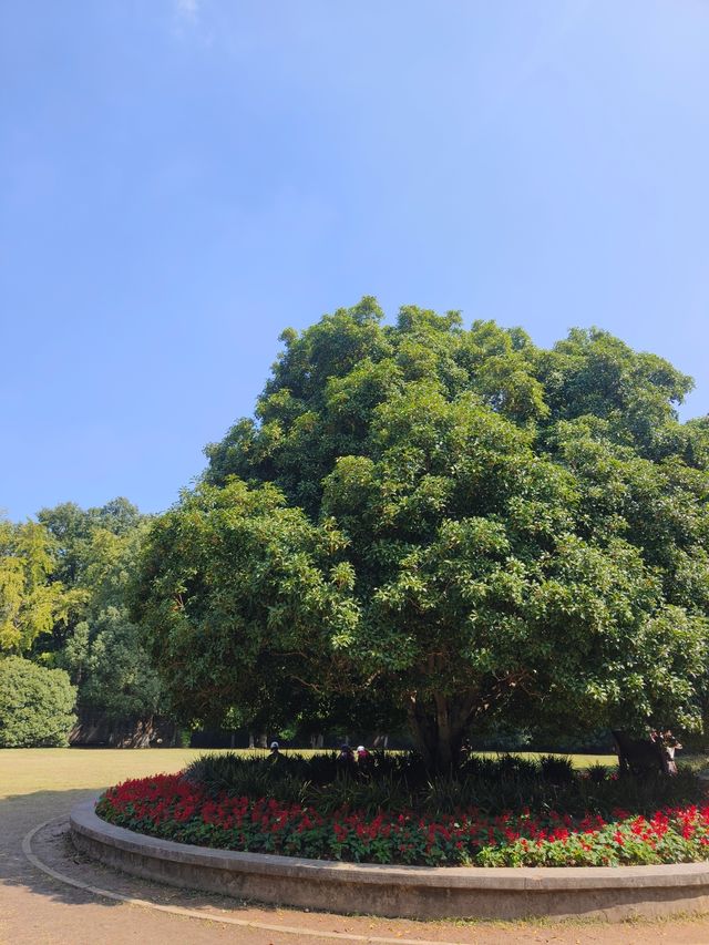 靈谷寺桂花王，10月9日花況。