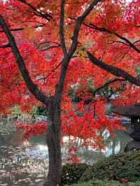 Explore the Stunning Autumn Foliage at Toji Temple in Kyoto!