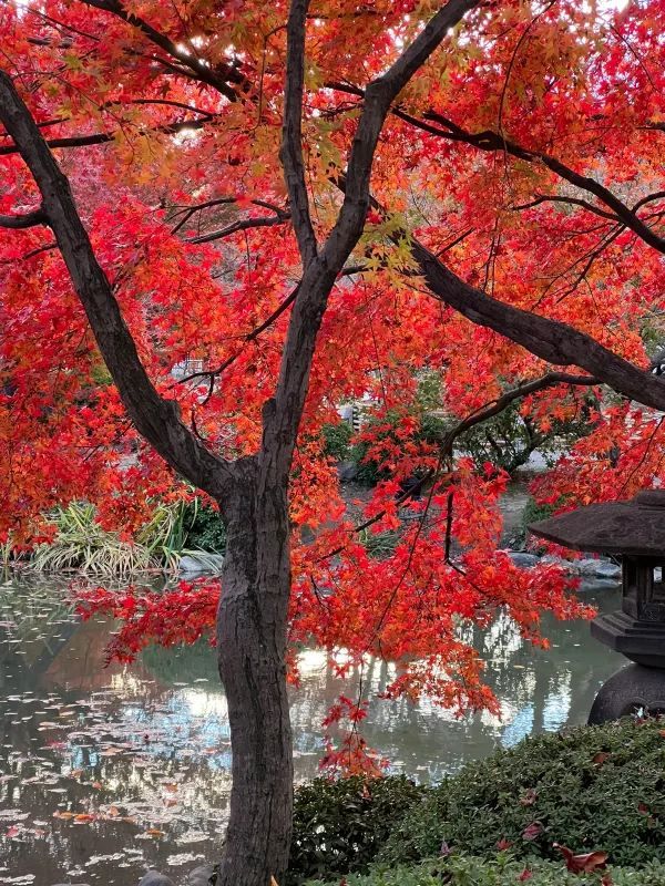 Explore the Stunning Autumn Foliage at Toji Temple in Kyoto!