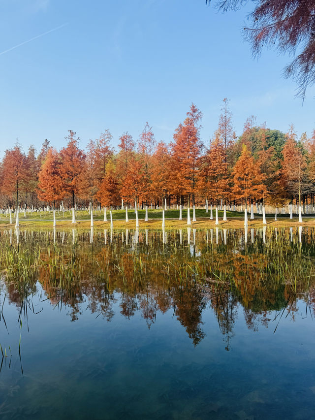 藏在瑤海老城區裡的紅杉林秘境