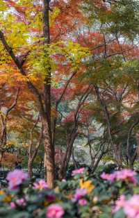 中山植物園紅楓崗，紅橙黃綠正美