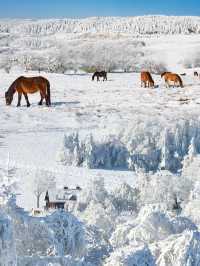 重慶武隆仙女山冰雪夢幻遊攻略。
❄️❄️常見問題答疑❓