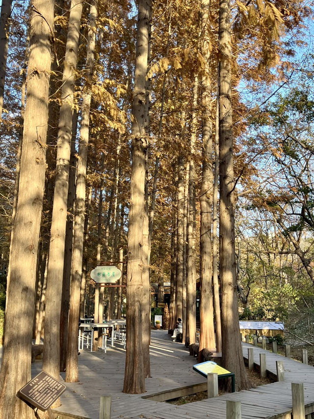 青島中山公園：海濱與山林的交融