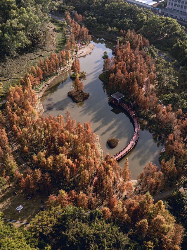 童話世界！深圳公園的落羽杉美到窒息了！