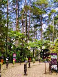 The Beautiful Orchid Forest 🌳😍