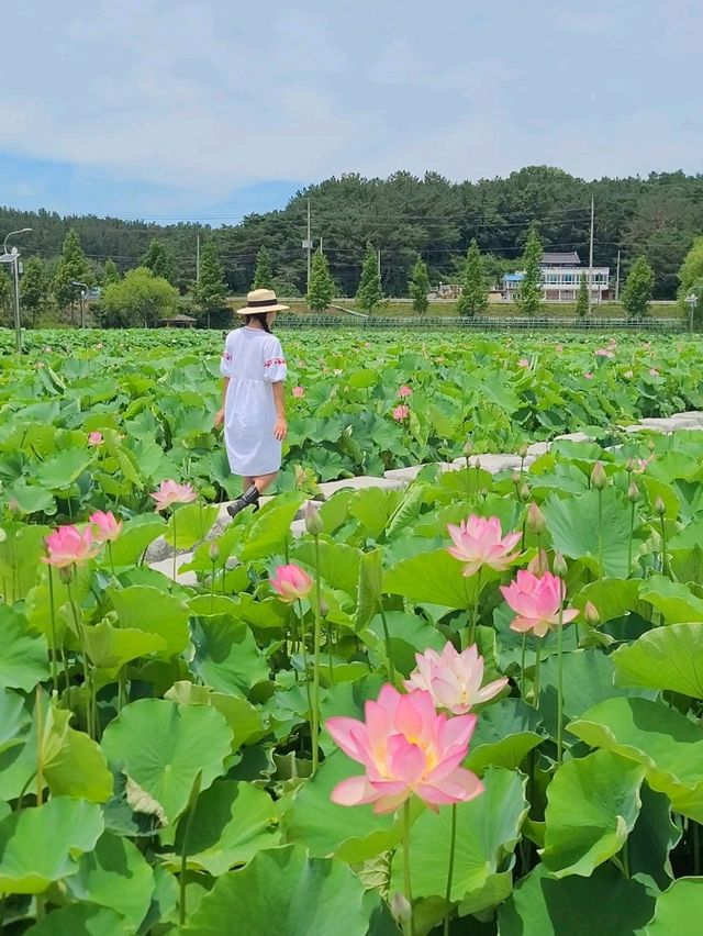 올해 가장 빨리 핀 연꽃이 있는 곳🪷