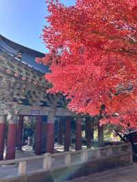 🇰🇷慶洲✈️世界文化遺產「佛國寺불국사」🍁