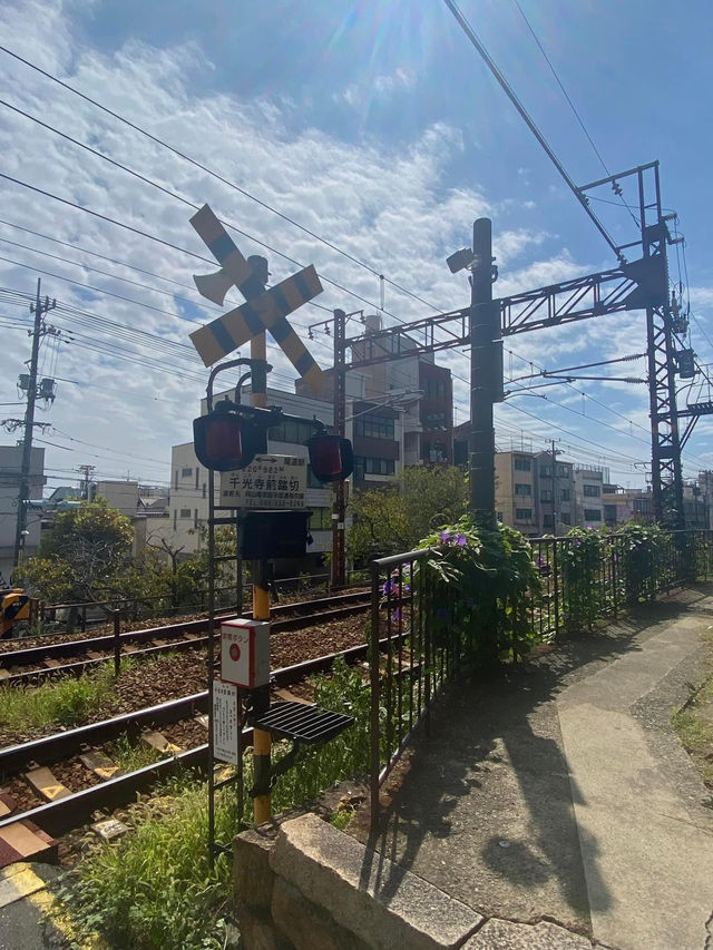 Random Shots 📸 Onomichi (Senkoji Temple, Cat alley, House of owl)