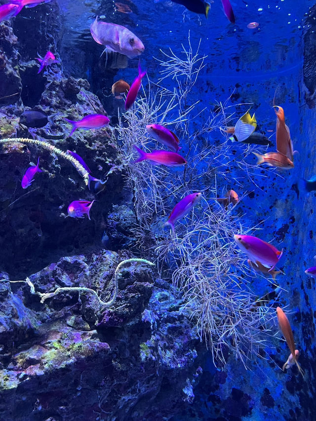 Churaumi Aquarium Okinawa Japan 🇯🇵 