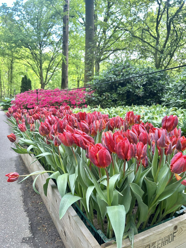 Step into a fairytale of blooms at Keukenhof next year spring.