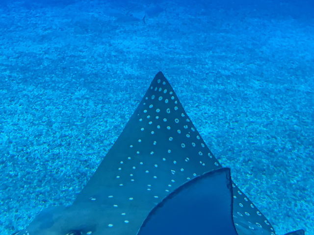 🌊沖繩美麗海水族館：世界最大水族箱與海豚表演的震撼之旅🐋