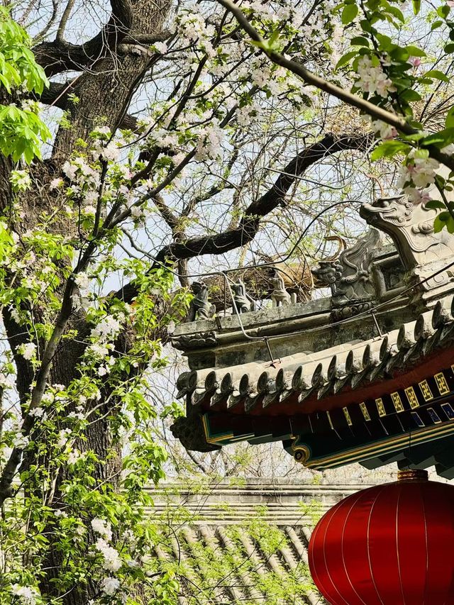 春日的法源寺，丁香花已經滿園飄香了