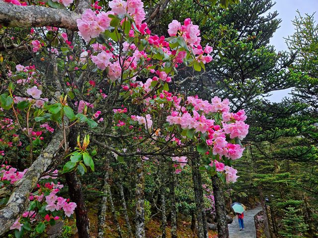 索瑪花開螺髻山