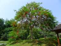 熱帶植物園·百花園——花的海洋。