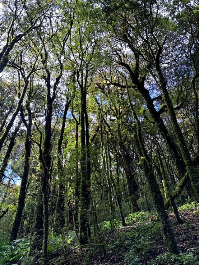 【哀牢山·金山森林】戶外行山旅遊必打卡景點。