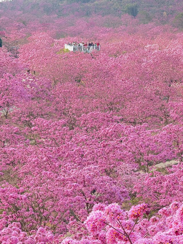 深圳周邊遊