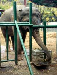 南京紅山動物園｜逛動物園是件正經事～