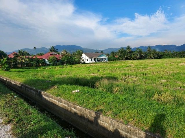 A breathtaking scene of padfy field at Balik Pulau