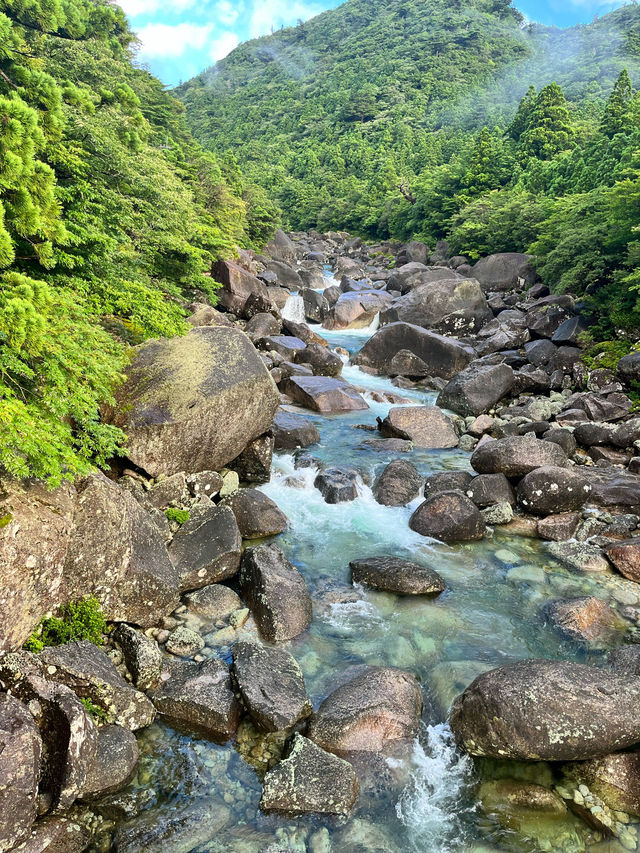 【屋久島】縄文杉🌲トレッキングツアー