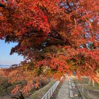 盛岡城跡的紅葉與日出，紐時評選必訪的城市第二名