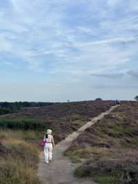 Heather is in Full Bloom at The Veluwe