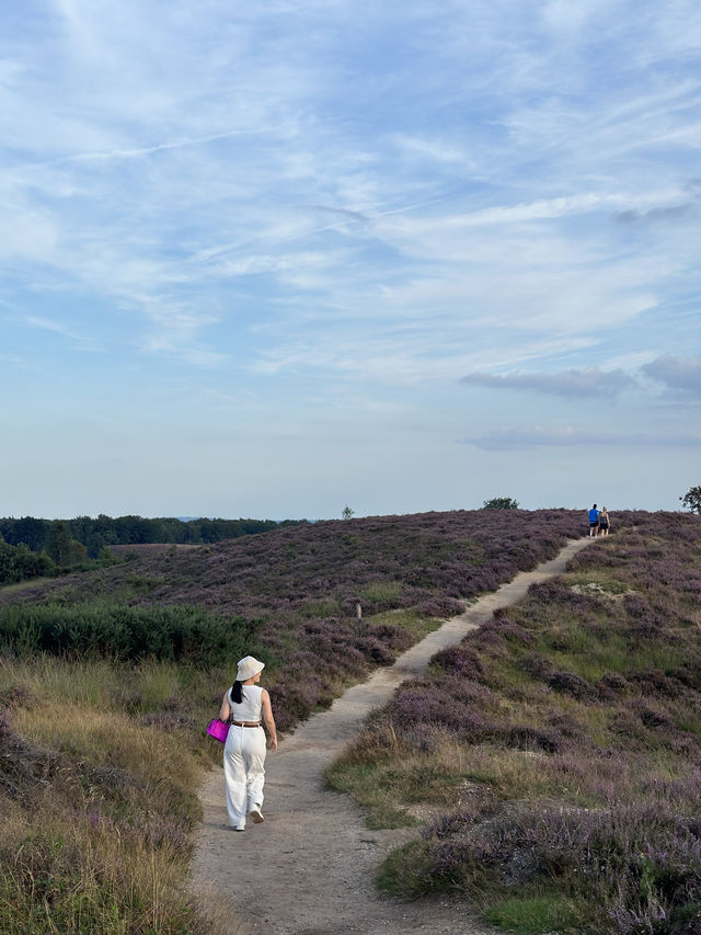 Heather is in Full Bloom at The Veluwe