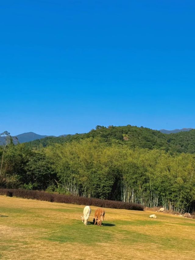 惠州這個免費遊玩的地方，羅浮山下的一個小眾古村