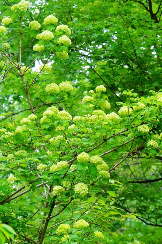 奧森神秘神樹驚豔亮相，流蘇花海等你來探索！