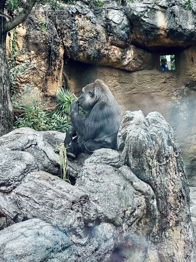 東京這個動物園太好逛了！|  種草上野動物園（攻略篇）。