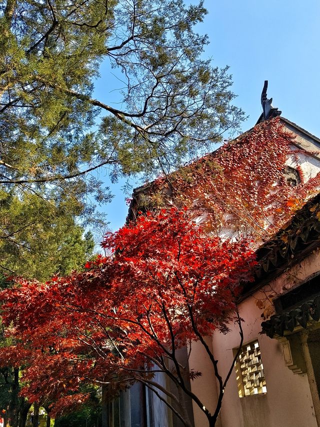 地鐵4號線直達，這裡的秋冬景色火出