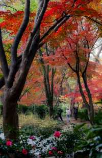 中山植物園紅楓崗，紅橙黃綠正美