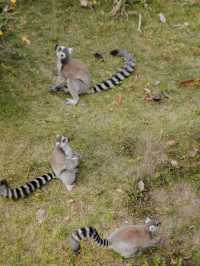 【廣州長隆】野生動物園兩日遊，與小動物親密接觸