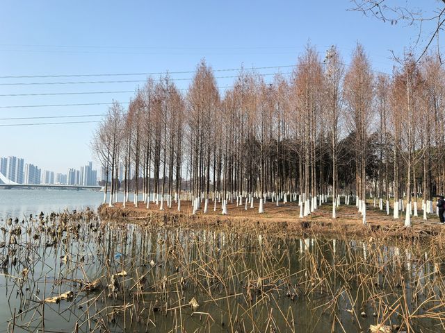 充盈生命活力之金銀湖濕地公園