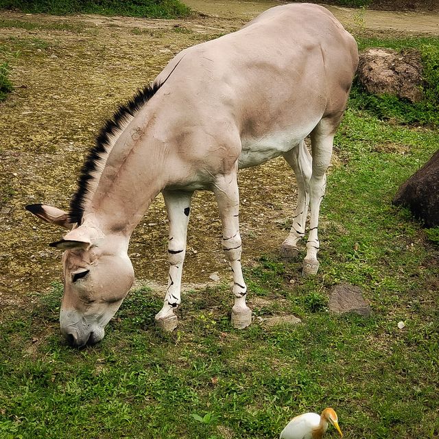 臺北市動物園｜多元化的園區｜