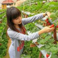 Self Pick Strawberry at Cameron Highland