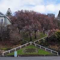 Cherry blossoms walk