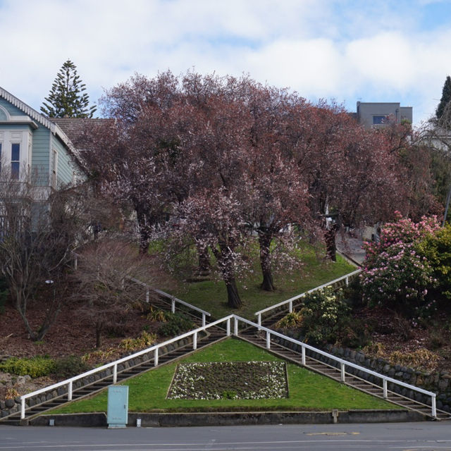 Cherry blossoms walk