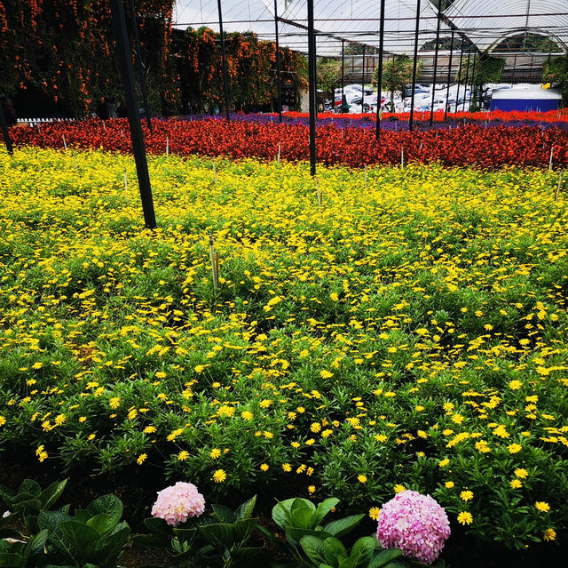 Purple Paradise: A Magical Day at Lavender Garden Cameron Highlands!