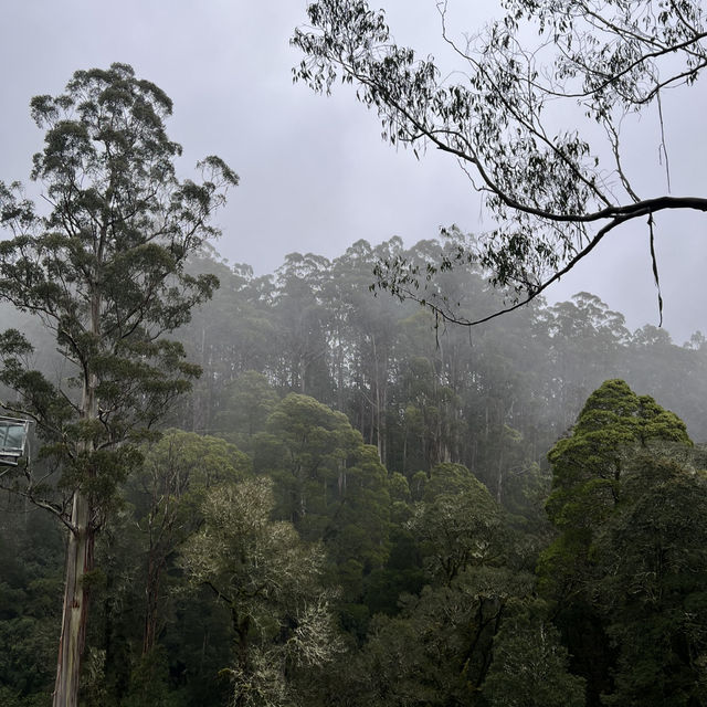 Great Otway national park 🎄